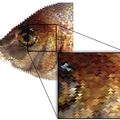pixel fish